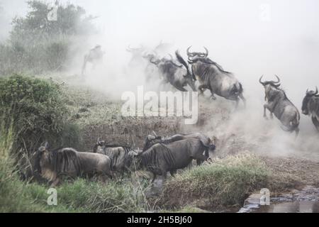 La migration annuelle de plus d'un million de gnous bleu (Connochaetes taurinus) et 200 000 zèbres. Photographié au printemps dans le Serengeti, Tanzanie Avril Banque D'Images