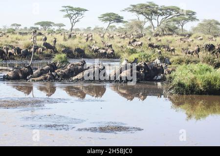 La migration annuelle de plus d'un million de gnous bleu (Connochaetes taurinus) et 200 000 zèbres. Photographié au printemps dans le Serengeti, Tanzanie Avril Banque D'Images