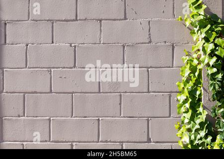 Ivy ensoleillé sur mur gris avec sol en béton Banque D'Images