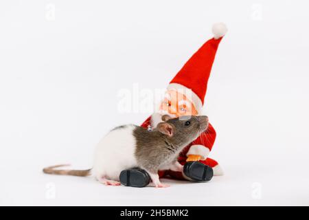 Le rat de Noël est le symbole du nouvel an avec le jouet santa claus.Année du rat.Rat chinois du nouvel an sur fond blanc.Modèle de carte de Noël Banque D'Images