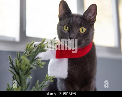 Un chat bleu russe pose près d'un petit arbre portant un foulard rouge Banque D'Images