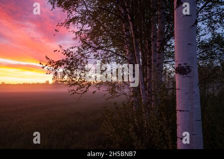 Groupe de bouleau argenté pendant un coucher de soleil de printemps coloré et brumeux en Estonie. Banque D'Images