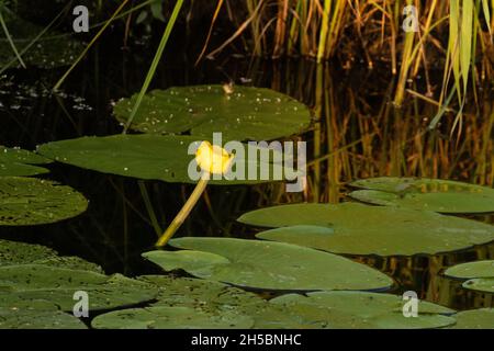 Magnifique nénuphar jaune, Nuphar lutea fleurit dans une petite rivière en Estonie, en Europe du Nord. Banque D'Images