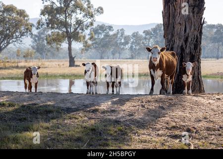 Photographie de vaches broutant sur l'herbe dans un grand champ agricole vert près des arbres dans les montagnes bleues en Nouvelle-Galles du Sud en Australie Banque D'Images