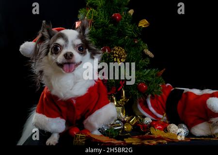 Un chien chihuahua portant un costume rouge de Noël Santa avec boîte cadeau et regarde l'appareil photo. Isolé sur fond noir. Bonne année et Joyeux Chrism Banque D'Images