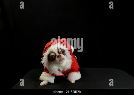 Un chien chihuahua portant un costume rouge de Noël Santa avec boîte cadeau et regarde l'appareil photo. Isolé sur fond noir. Bonne année et Joyeux Chrism Banque D'Images