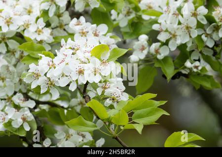 Poire commune, Pyrus communis fleurit lors d'une journée de printemps trouble en Europe du Nord. Banque D'Images