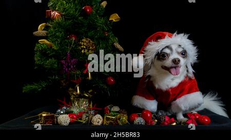 Un chien chihuahua portant un costume rouge de noël santa avec boîte cadeau et regarde l'appareil photo. Isolé sur fond noir.Bonne année et Joyeux Chrism Banque D'Images