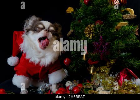 Un chien chihuahua portant un costume rouge de noël santa avec boîte cadeau et regarde l'appareil photo. Isolé sur fond noir.Bonne année et Joyeux Chrism Banque D'Images