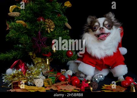 Un chien chihuahua portant un costume rouge de noël santa avec boîte cadeau et regarde l'appareil photo. Isolé sur fond noir.Bonne année et Joyeux Chrism Banque D'Images