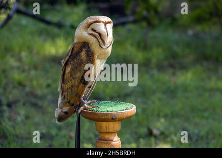 Barn Owl, tyto alba, se dresse sur un stand dans le jardin Banque D'Images