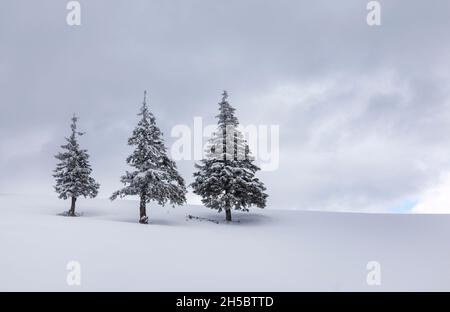Belles collines enneigées avec groupe de pins, paysage d'hiver, Roumanie, montagnes carpathes Banque D'Images