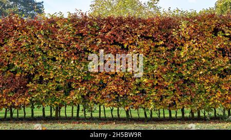 Haie de charme en automne (Carpinus betulus) Banque D'Images