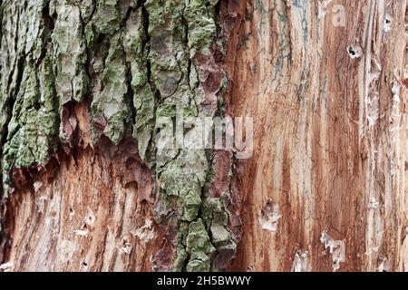 Gros plan de l'écorce d'arbre endommagée. Banque D'Images