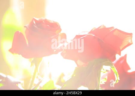 Image floue de roses rouges Banque D'Images