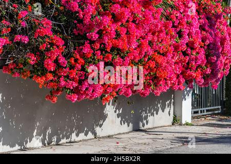 Bougainvilliers rose vif rouge vif fleurit à Florida Keys, Key West, trottoir de la ville avec belle rue paysagée pendant la journée ensoleillée d'hiver Banque D'Images