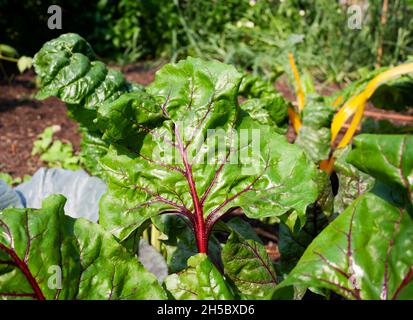 De délicieuses feuilles de bettes suisses poussent dans un potager Banque D'Images