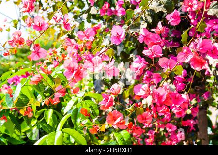 De belles branches de bougainvilliers rose vif dans un jardin verdoyant Banque D'Images