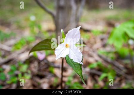 Vue rapprochée de la fleur sauvage de trillium rose blanc au début du printemps dans Virginia Blue Ridge Mountains parkway of Wintergreen Resort avec forêt Banque D'Images