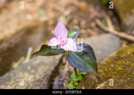 Gros plan de la fleur sauvage de trillium rose blanc au début du printemps dans Virginia Blue Ridge Mountains parkway of Wintergreen Resort Banque D'Images