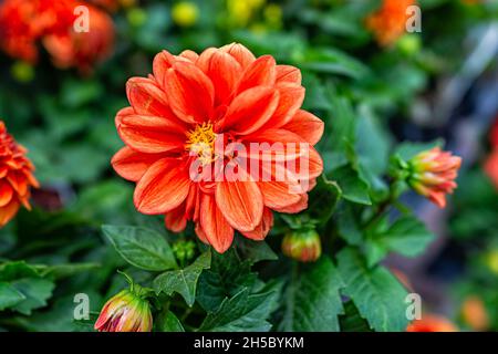 Macro gros plan de fleur en pot de dahlia rouge orangé brillant dans un pot de fleurs dans le jardin d'accueil montrant des feuilles de feuillage vert vif et vif Banque D'Images