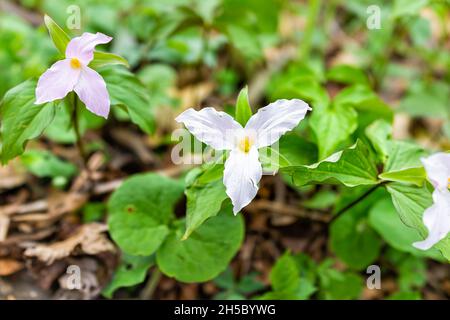 Au-dessus de la vue de haut angle sur les fleurs sauvages de trillium rose sauvage dans le champ de début de printemps à Virginia Blue Ridge Mountains parkway of Wintergreen Res Banque D'Images