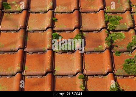 Toit hollandais avec de vieux carreaux de toit vitrifiés rouges, les tuiles du nord au soleil surcultivés avec de la mousse.Automne, novembre, pays-Bas. Banque D'Images
