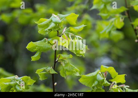 Feuilles fraîches d'une chaux à petits feuilles, Tilia cordata, un jour de printemps en Estonie, en Europe du Nord. Banque D'Images