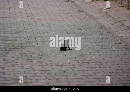Chaton perdu dans la rue d'Istanbul, Turquie Banque D'Images