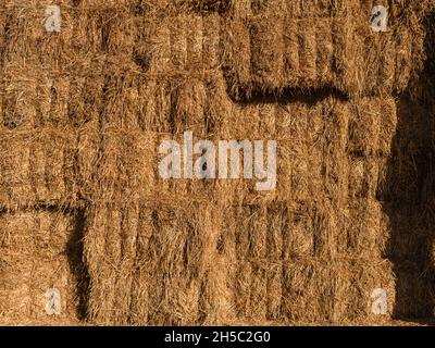 Vue des balles de foin empilées après la récolte dans le champ. Banque D'Images