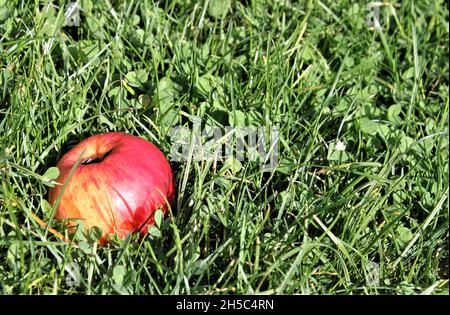 une pomme rouge mûre repose sur une prairie verte dans l'herbe Banque D'Images