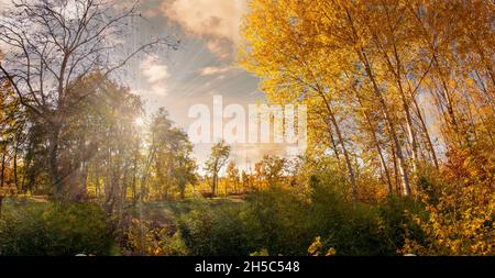 Scène d'automne dorée en forêt, avec des feuilles jaunes sur les peupliers, le soleil qui brille à travers les arbres et le ciel bleu avec des nuages Banque D'Images