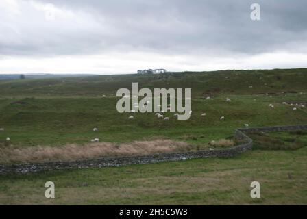Troupeau de moutons dans le champ près du fort romain de Housesteads, près de Hexham, en Northumbria, Angleterre, Royaume-Uni Banque D'Images