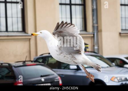 RIGA, LETTONIE.3 avril 2021.Photo à mise au point sélective.Oiseau de mouette sur la voiture. Banque D'Images