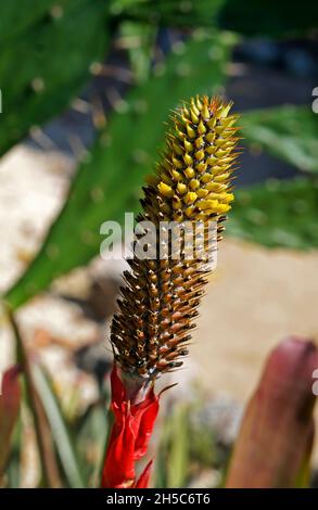 Inflorescence de la broméliade sur la forêt tropicale Banque D'Images