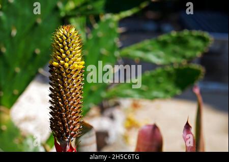 Inflorescence de la broméliade sur la forêt tropicale Banque D'Images