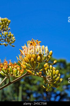 Fleurs d'Agave dans le jardin Banque D'Images