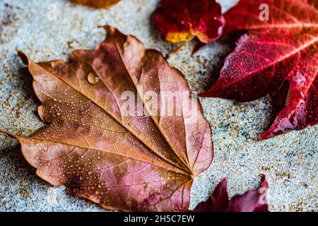 Gouttelettes d'eau sur les feuilles de raisin automnal rouges Banque D'Images