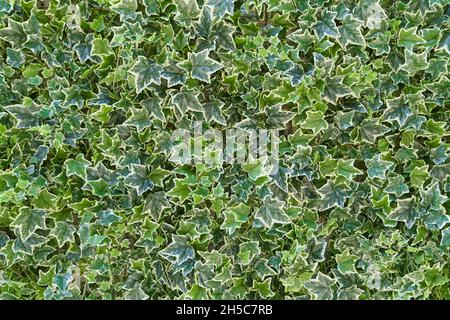 Texture de la plante murale Ivy, couverture pleine structure. Banque D'Images