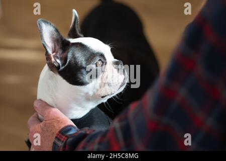 Portrait d'un chiot du Boston Terrier éclairé par la lumière de la fenêtre étant maintenue en douceur par un homme âgé. Banque D'Images