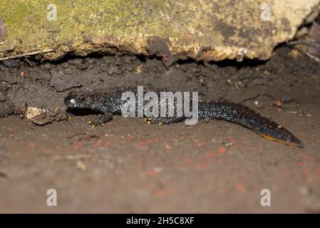 Une femelle de Great Crested Newt (Triturus cristatus) a trouvé se cacher sous une dalle dans un jardin, Sussex, Angleterre, Royaume-Uni. Banque D'Images