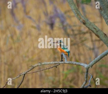 Femme Kingfisher sur perche, Teifi Marshes, Cardigan, Aberteifi, pays de Galles Banque D'Images