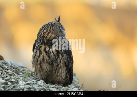 Un grand hibou marron se trouve sur la roche. Bubo Bubo, gros plan. La chouette-aigle eurasienne Banque D'Images