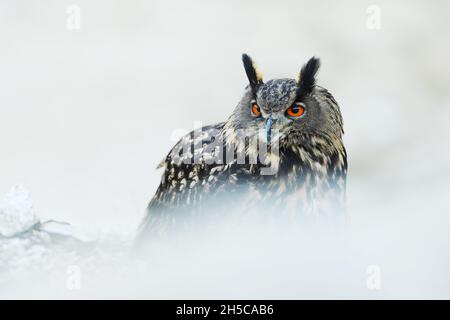 Un grand hibou marron se trouve sur la roche. Bubo Bubo, gros plan. La chouette-aigle eurasienne Banque D'Images