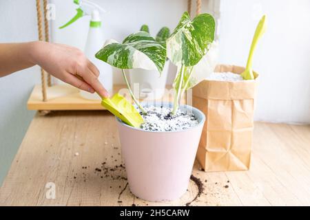 Monstera borsigiana albo variegated dans un pot rose.Mélange de granules de perlite avec sol de jardinage noir.Main avec une pelle de jardin tout en prenant soin Banque D'Images