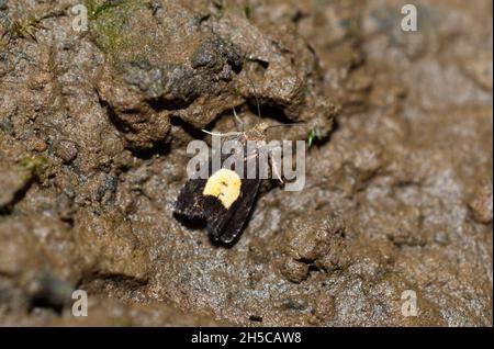 Un papillon royal piercer (Pammene regiana) vu d'en haut reposant sur une roche humide. Banque D'Images