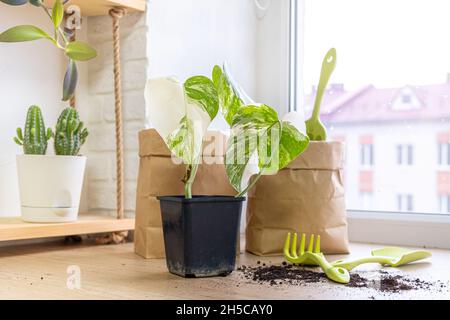 Monstera borsigiana albo variegata dans un pot noir pour la culture de semis, d'outils de jardin, de cactus et de sacs de papier et de sol dispersé sur le seuil de la fenêtre Banque D'Images