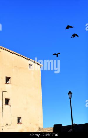 Oiseaux volant dans le ciel bleu, Grasse, Alpes-Maritimes, 06, Côte d'Azur,PACA Banque D'Images