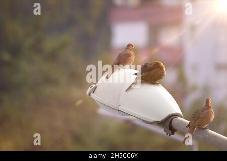 Criques riantes (Streptopelia senegalensis) debout sur une lampe de rue avec fond de ville Banque D'Images