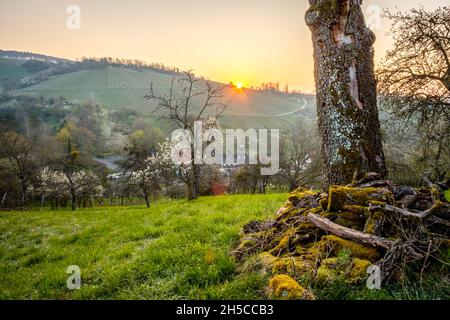Vue fascinante d'un vieux tronc d'arbre de fruits morts au printemps, au soleil levant Banque D'Images